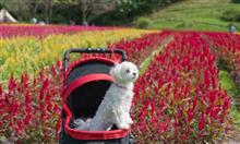 本日の森林公園　～ ”わんこと一緒” 編 ～