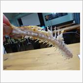 魚の美味しいところ