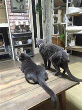 ニャンニャンニャニャンニャン ニャニャニャ ニャ～ニャニャッ♪　ニャッニャッニャッニャッニャッ ニャニャニャニャ～ニャニャニャッ♪