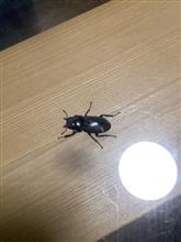 おや、こんなところに