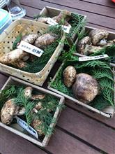 今夜は松茸BBQ。
