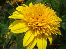 🌸　YELLOW