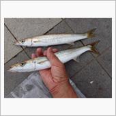 大カマスが釣れた！