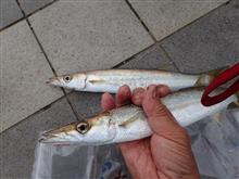 昨日釣った大カマスを調理した