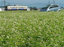 福井は蕎麦の花の季節です♪