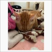 ステッカーお願いします😸