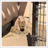 【須坂市動物園】今はカピバラ ...