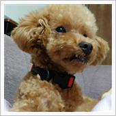 最近は🐶
