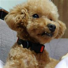 最近は🐶