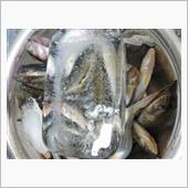 ２０２０浜名湖ハゼ釣り。