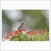 秋の渡りで、ミズキの実を食べ ...