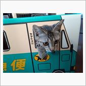 猫と暮らす日々　ネコカフェ　 ...