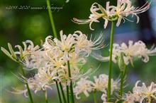 白い曼珠沙華とカラフルダリア