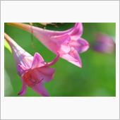 夏の終わり秋を告げる花