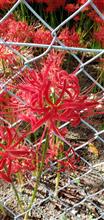 彼岸花 ヒガンバナ 曼殊沙華 彼岸花 ヒガンバナ 曼殊沙華