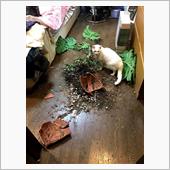 モンステラが