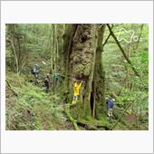 残って欲しい 屋久杉 202 ...