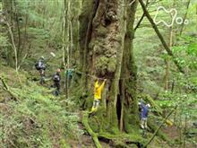 残って欲しい 屋久杉 20200926