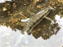今年最後のアマゴ釣り