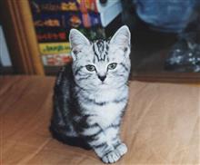 2020年9月の猫神様の日 #猫 #猫神様 #猫神様の日 #偲ぶ #体重測定 2020年9月の猫神様の日 #猫 #猫神様 #猫神様の日 #偲ぶ #体重測定