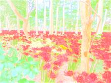 🌕秋の風物詩巡り『祖光院 彼岸花』🌕