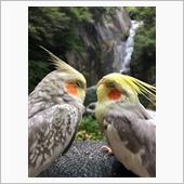 今年の滝巡り