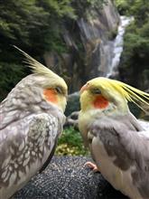 今年の滝巡り