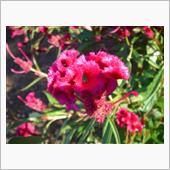 🌸　RED