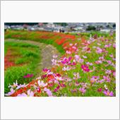 矢勝川の彼岸花