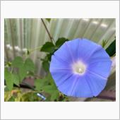 背伸びして