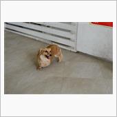 ターンパイクとがっかりZoo ...