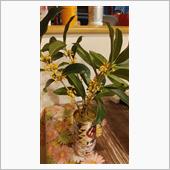 キンモクセイの花