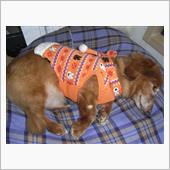愛犬との思い出作り