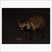 ついに見つけた