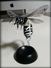 クロスズメバチ