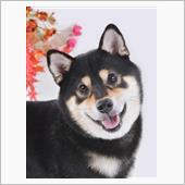 旅先での愛犬の記念撮影