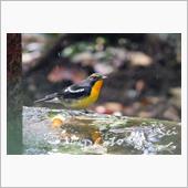 秋の夏鳥