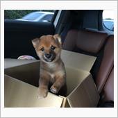 元気 もりもり！　柴犬の仔犬 ...