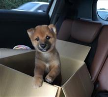 元気 もりもり！　柴犬の仔犬がやって来た！！