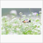 雨の蕎麦ノビタキ