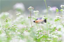 雨の蕎麦ノビタキ