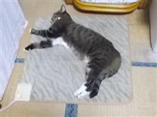 今日も朝から、（＾＾）