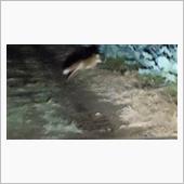きつね撮れた…