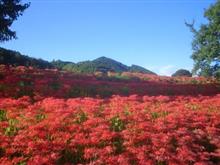 今年の簑沢彼岸花公園は当たり年でした！