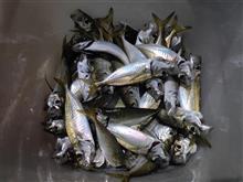 釣果81匹