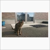 猫にゃ～んにも会えたし！