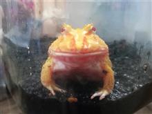 デカくなってきました
