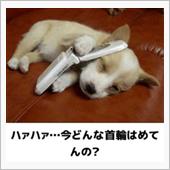 ゲレンデの会が動き出してるね ...