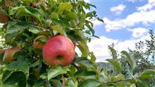 リンゴ🍎狩りに。