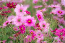 秋桜